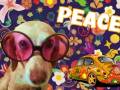 hippie-dog